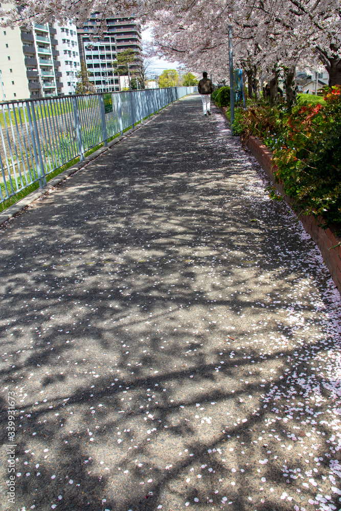 桜の花びらが散る遊歩道