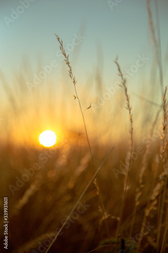 Wild oats and wheat at harvest, beautifully illuminated at sunset.