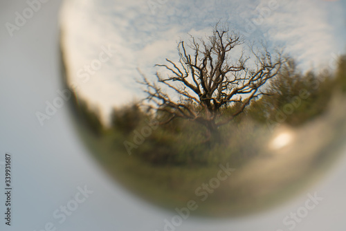 Lovely, slightly distorted view of a tree during springtime. Shallow depth of field.