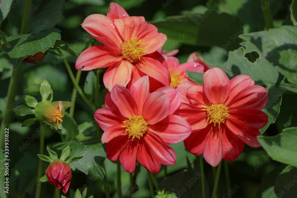 red flowers in the garden red flowers in the garden