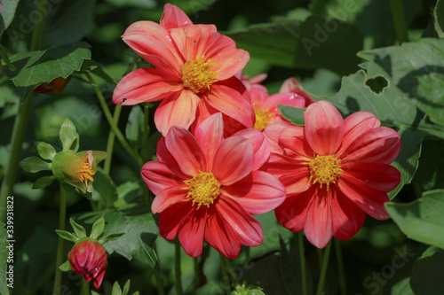 red flowers in the garden