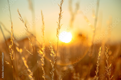 Wild oats and wheat at harvest, beautifully illuminated at sunset.