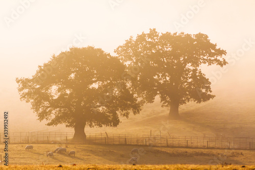 Trees in the Morning Mist  Shropshire  England
