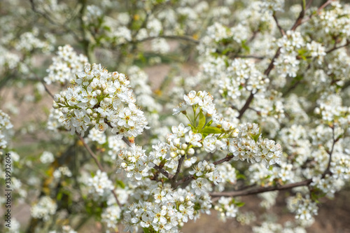 Photography Prunus mahaleb Steinweichsel in Blüte