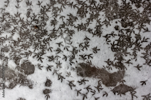 on wet snow a lot of bird footprints background