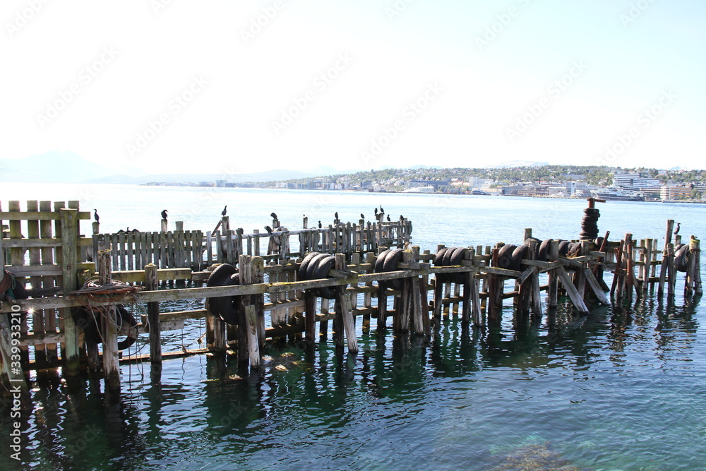 bird birds cormorants tromso tromsø  water travel tourism sea coast nature port blue landscape sky harbor architecture europe boatship mountain summer bay view city beautifull and mark mediterranean v