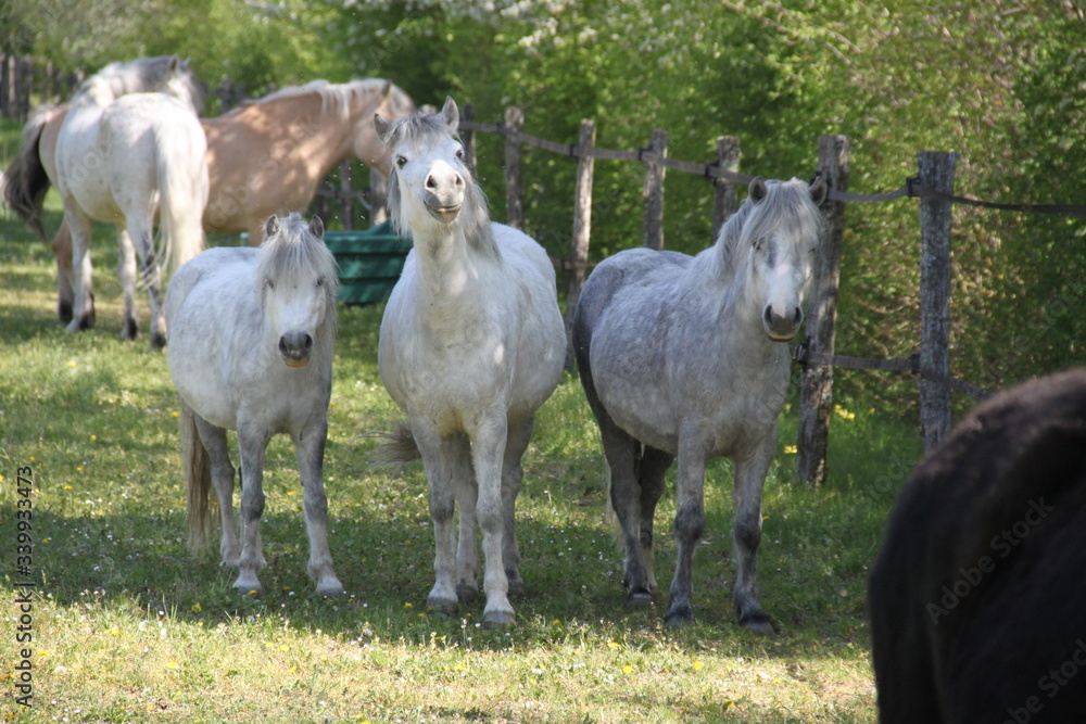 Grey playful thug horse ponies team Grey playful thug horse ponies team