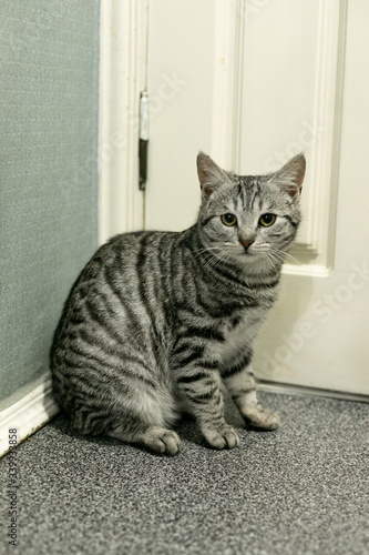 grey tabby sad upset cat sitting in the corner near frontdoor