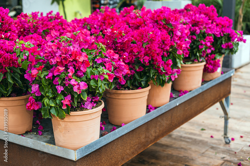 ClClose up of beautiful colorful pink bougainvillea flowers for sale in a garden center 