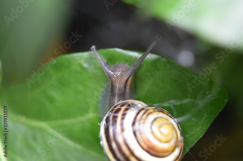 Snail on leaf