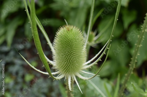 Wild teasel green flower