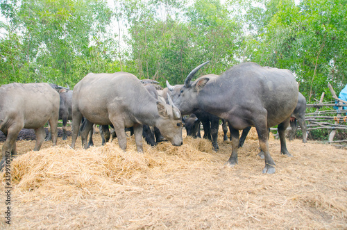 Water buffaloes are eating straw in the stall,Songkhla, Tailand