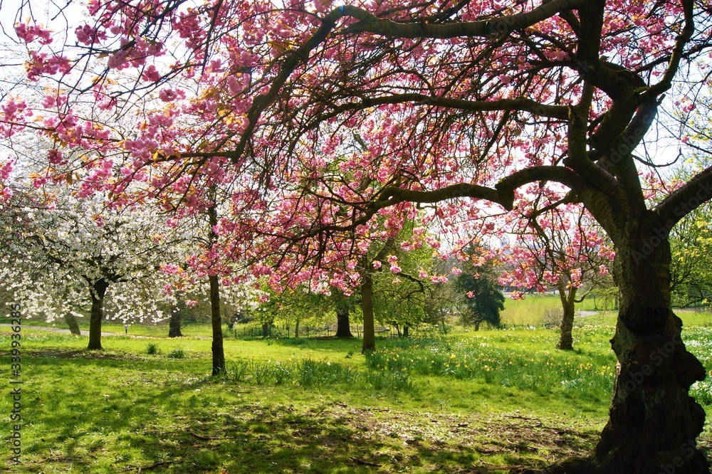 cherry blossom in spring