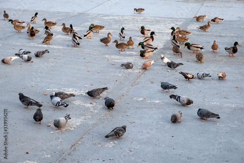 Mallard ducks on river's embankment with pigeons waiting for feeding in a spring time.