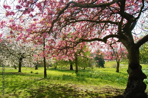 cherry blossom in spring