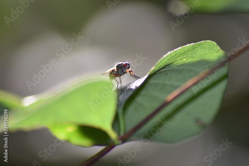 Pegomya fly on leaf