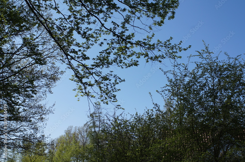 Fototapeta premium trees and sky