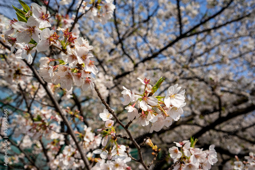 sakura cherry blossom tree japan sakura cherry blossom tree japan