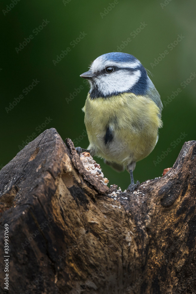 Obraz premium Blue Tit