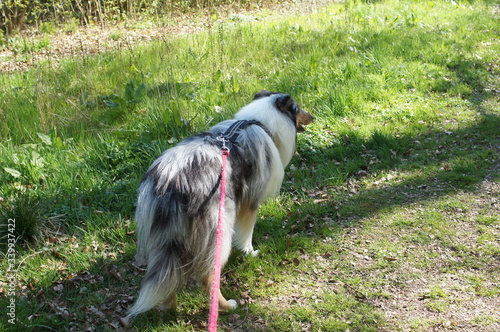 border collie puppy,a collie on a leash