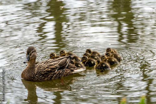 A mother duck and ducklings on Dudley canal 