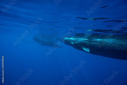 Underwater shot of a sperm whale in the clear water of the ocean. Mauritius © ohrim