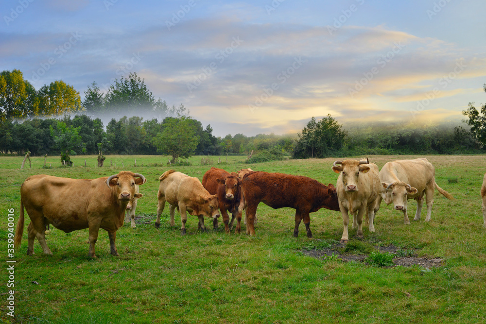 Les vaches au petit matin brumeux dans le marais Poitevin, département de la Vendée en région Pays-de-la-Loire, France Les vaches au petit matin brumeux dans le marais Poitevin, département de la Vendée en région Pays-de-la-Loire, France