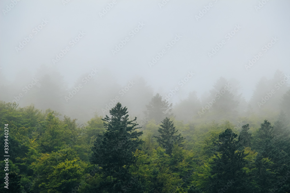 Fototapeta Wald in Nebel gehaucht