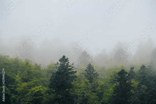 Wald in Nebel gehaucht
