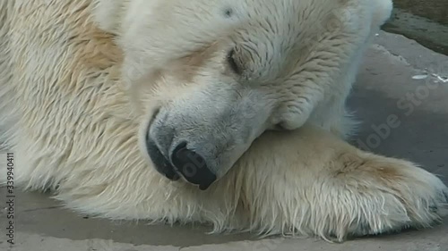 The polar bear wants to sleep. Restless sleep of the bear.
