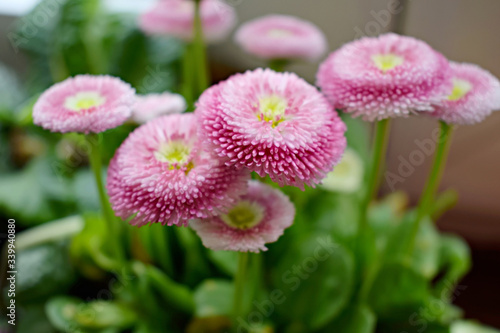 Daisies flowers