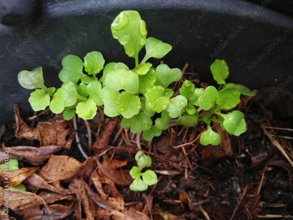 plant in a pot plant in a pot