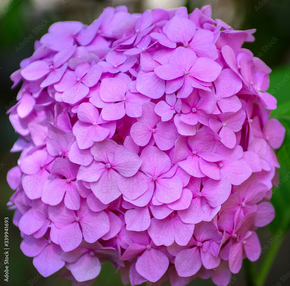 Pink hydrangea flowers close up Pink hydrangea flowers close up