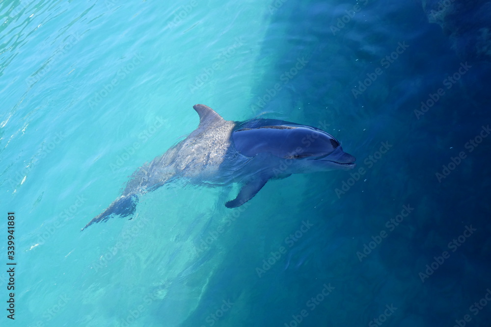 Fototapeta premium Happy dolphine in clear turquoise water