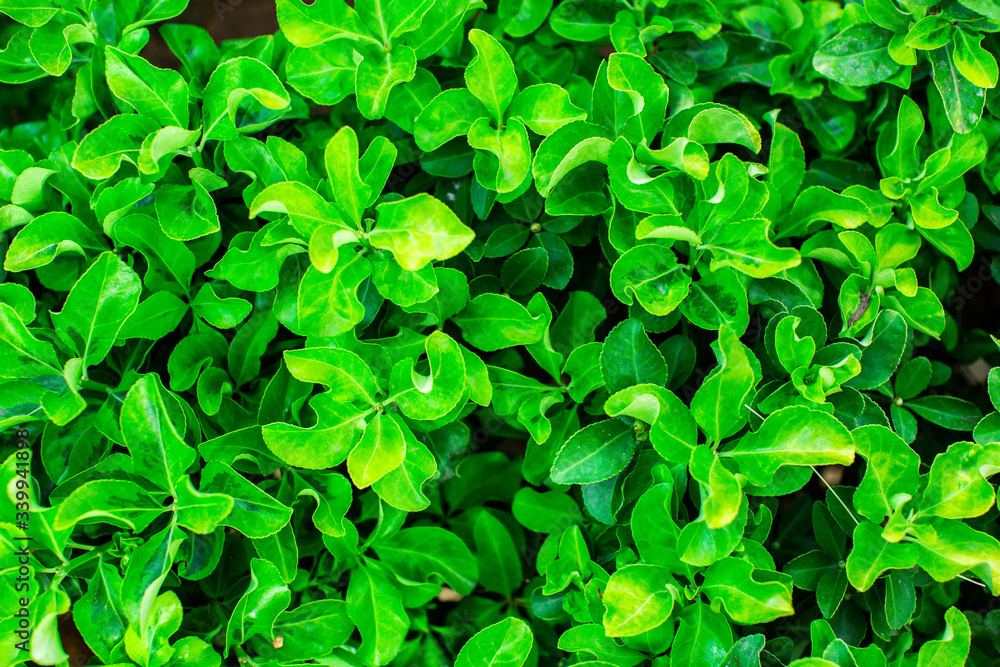 A green bush background A green bush background