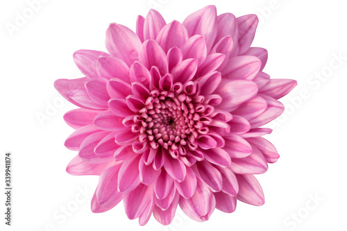 pink dahlia isolated on white background  Chrysanthemum bright pink flower. On white isolated background with clipping path. Closeup no shadows. Garden flower. Nature