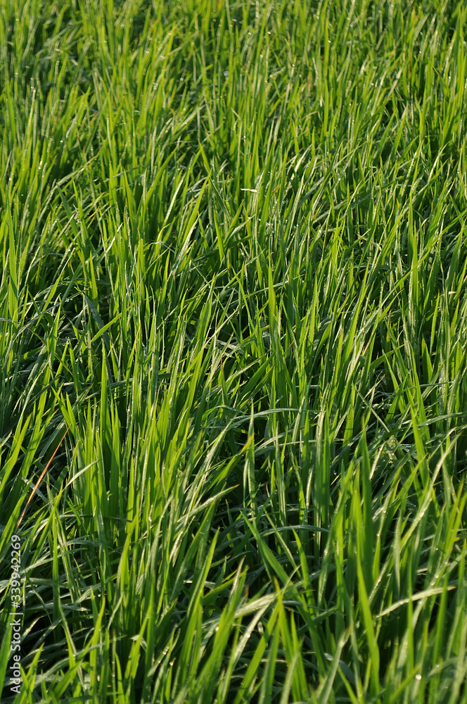 background nature green paddy field background nature green paddy field