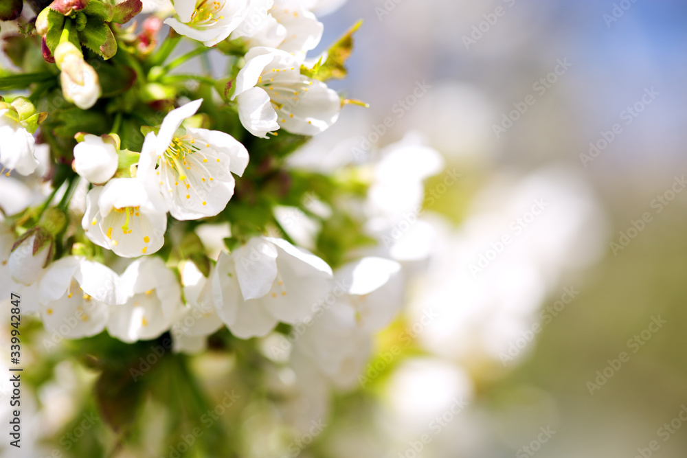 Flowers of the cherry blossoms on a spring day Flowers of the cherry blossoms on a spring day