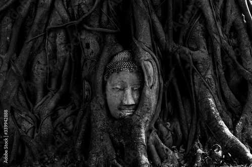 Magical head of sandstone buddha in trunk or roots tree at "Wat Mahathat" (Ayutthaya Province - Thailand) - vintage or black & white concept.