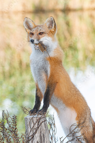 Red Fox Morning Catch