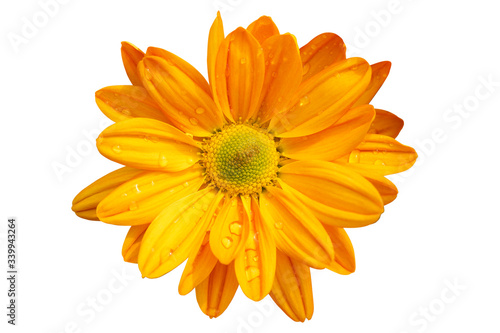 orange gerber daisy Chrysanthemum bright orange flower. On white isolated background with clipping path. Closeup no shadows. Garden flower. Nature