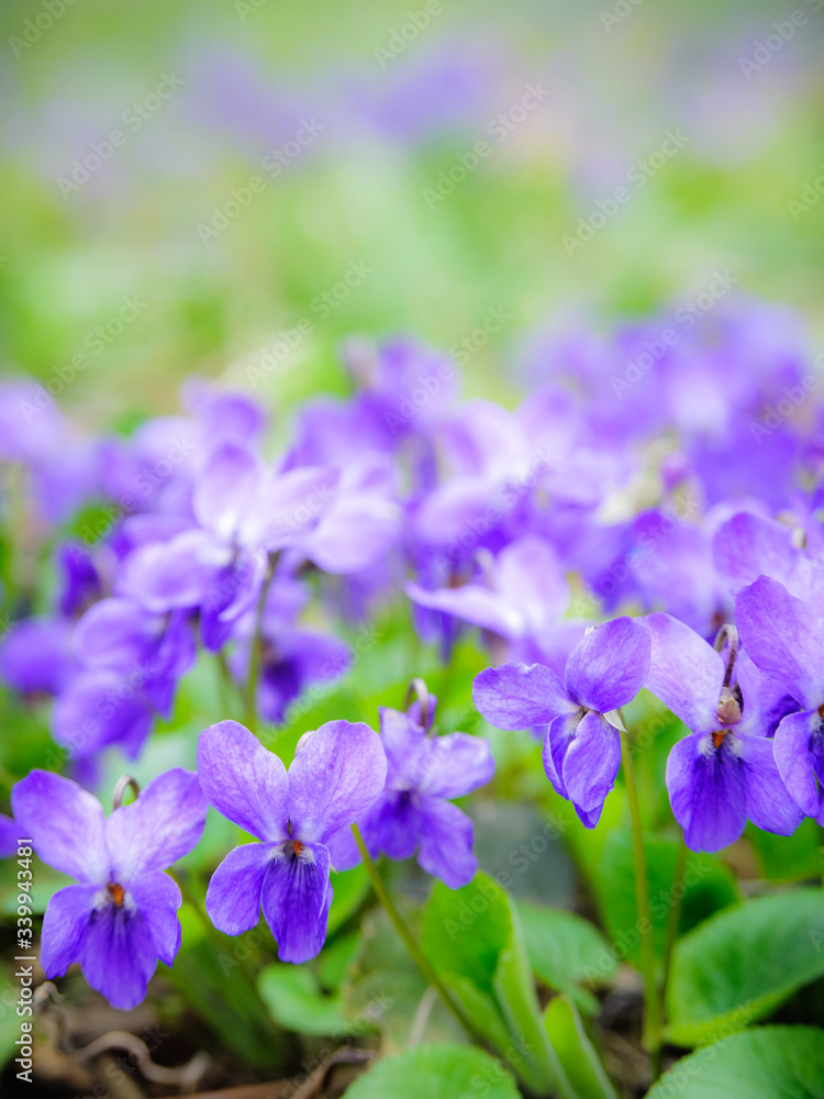 Violets in spring