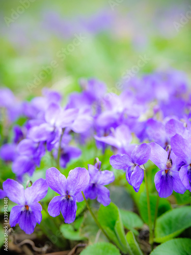 Violets in spring