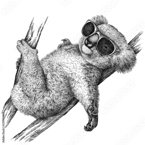 Photography black and white engrave isolated Koala illustration