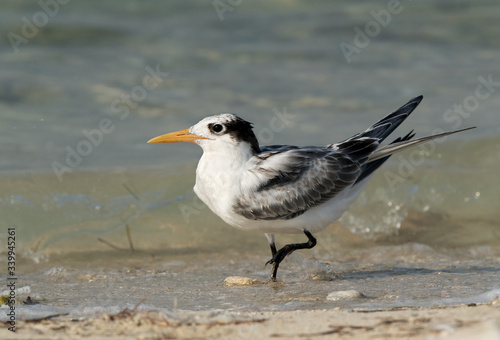 Greater Crested Tern juvenile