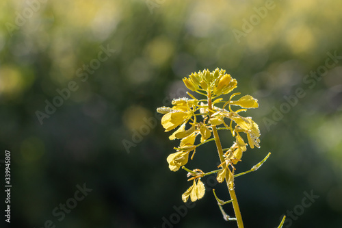 Sinapis arvensis, the charlock mustard in spring yellow blossom against a blurred green background. Close-up shot with tiny drops of dew.