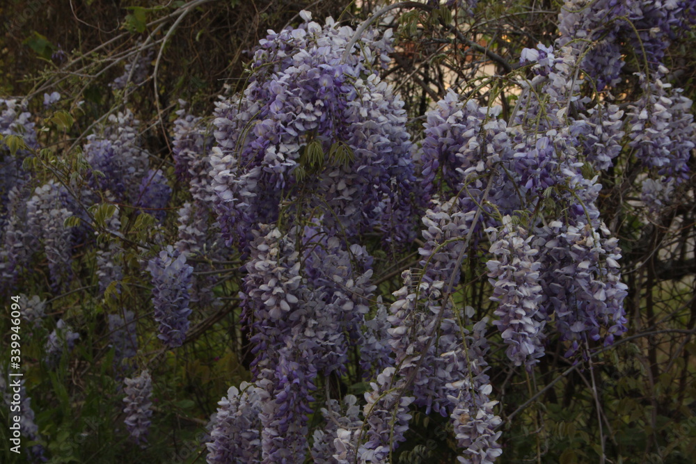 Foto di varie viste naturali, con qualche primo piano su alcuni fiori Foto di varie viste naturali, con qualche primo piano su alcuni fiori