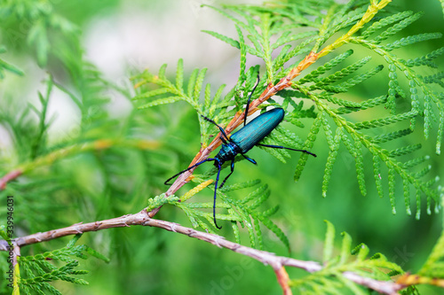 barbel musk beetle (Aromia moschata) on a branch of a coniferous tree thuja close-up