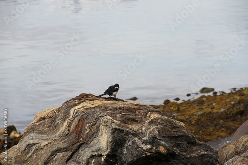 cormorant on the rocks © kentfrode