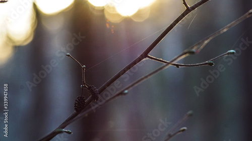 Mała szyszka na gałęzi  © Mateusz Czarniecki